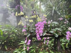 -呀诺达热带雨林