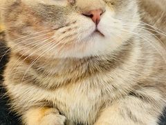 -猫咪派对(江南西店)