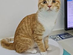-艾贝尔宠物医院·24H转诊中心·肿瘤猫专科(江宁双龙店)