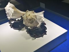 -贝壳王国博物馆