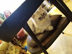-万小咖.猫咖(中山路天虹店)