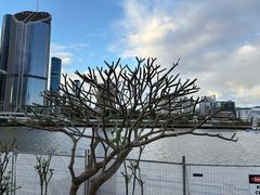 -布里斯班南岸公园