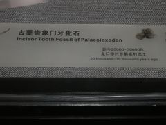 -烟台市博物馆