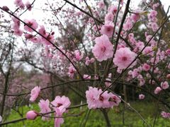 -铁山坪森林公园