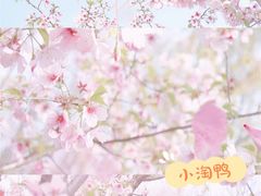 -顾村公园