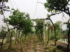 -同銮特种养殖场·龙虾垂钓