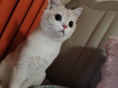 -美联众合动物医院·24h京西诊疗中心