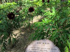 -太阳宫公园