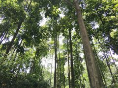 -广州市帽峰山景区
