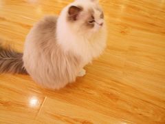 -momokira米努特·德文卷毛猫·棉花面纱犬