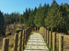 -白水寺森林公园