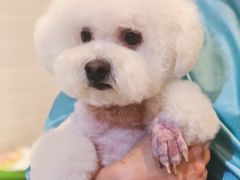 -Pets First伊珊娜洗护·精致美容·家庭式寄养(新会路店)