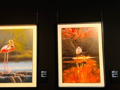 -罗红摄影艺术馆