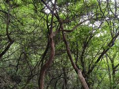 -杭州半山国家森林公园