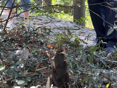 -上海佘山国家森林公园天马山园