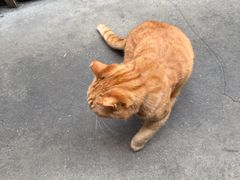 -肥仔文澳门猪骨煲(南京西路店)