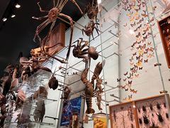 -美国自然历史博物馆