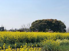 -田园东方蜜桃村的田野营地
