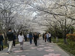 -高东镇樱花园