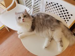 -MOYOYO猫咪咖啡店