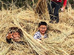 -樂桃源奉贤黄桃种植采摘基地