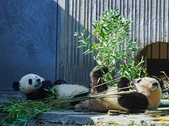 -卧龙中华大熊猫苑神树坪基地