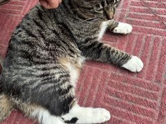-臭鳜鱼人家·老字号徽菜