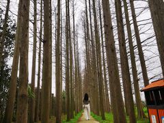 -上海长兴岛郊野公园