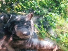 -海边的猫和咖啡馆