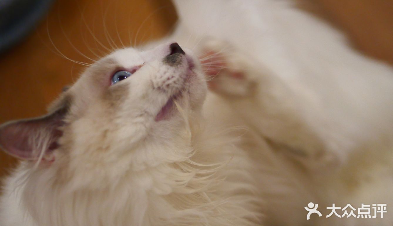 猫咖还能打桌游，这也太治愈了 