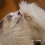 猫咖还能打桌游，这也太治愈了 