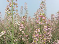 -中国天府农业博览园