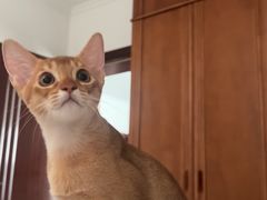 -欣宠猫屋·矮脚拿破仑·蓝金金渐层