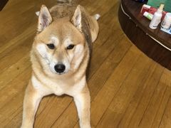 -申普宠物医院·眼科·心内科·影像科(普陀分院)