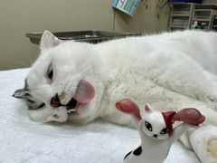 -芭比堂动物医院广州顽皮分院