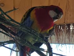 -南宫五洲植物乐园