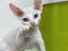 -青奢宠物·青奢猫舍