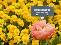 -上海辰山植物园