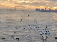 -深圳湾公园(南山区)