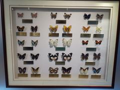 -上海昆虫博物馆