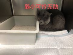 -瑞派雷欧宠物医院·24h夜诊·心脏骨科牙科·全科重症转诊中心(无影山店)