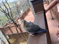 -燕塞湖鸟语林景区