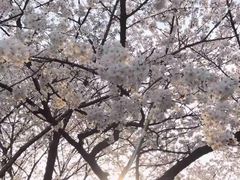 -武汉大学-樱园