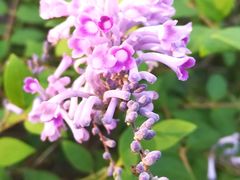 -白塘生态植物园