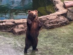 -深圳野生动物园