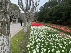 -上海鲜花港