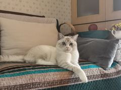 -纳吉亚猫专科动物诊疗中心(蒋宅口分院)