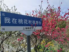 -南汇桃花村