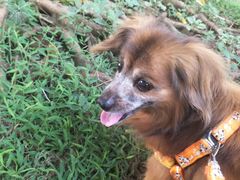 -彩虹桥宠物火化殡葬善终服务(金乐大厦店)