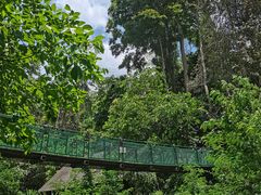 -西双版纳原始森林公园